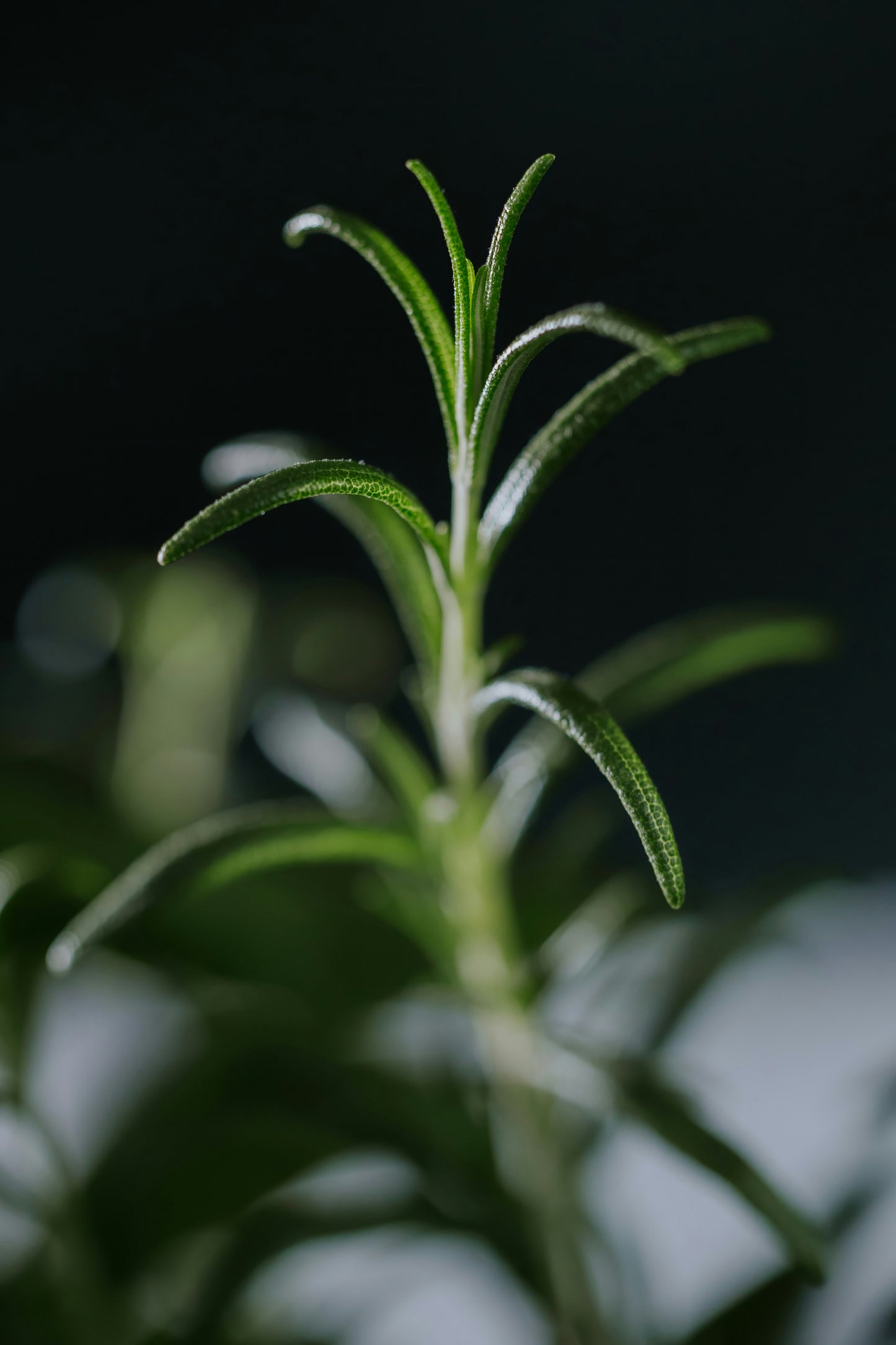 Rosemary Incense by Leftover Hippies