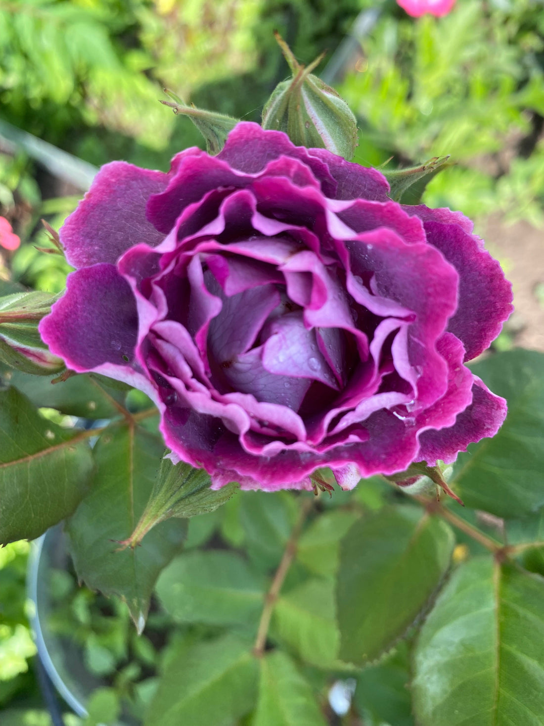 A rose in bloom.