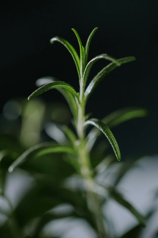 Rosemary Incense by Leftover Hippies