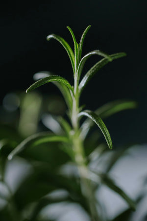 Rosemary Incense by Leftover Hippies