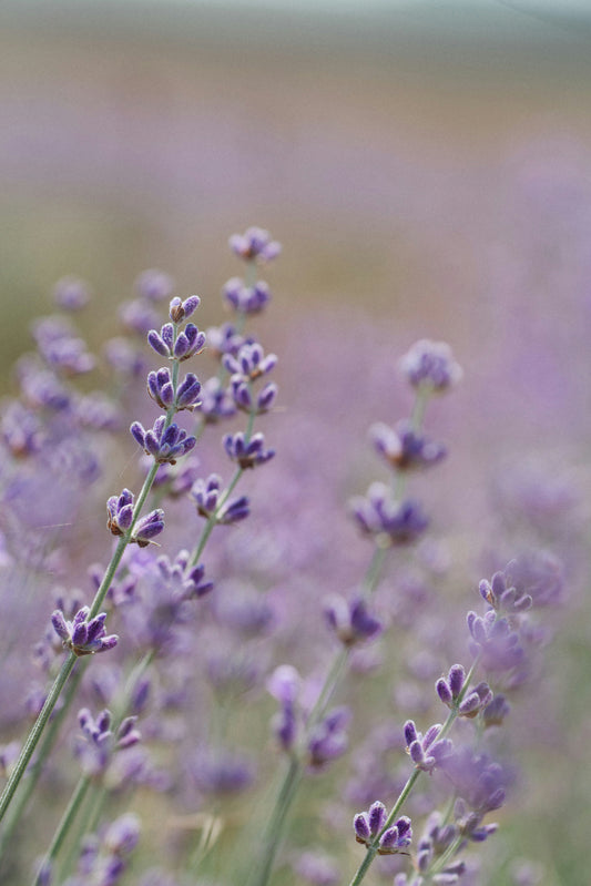 Lavender Incense by Leftover Hippies