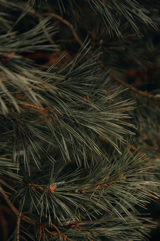 Pine Incense by Leftover Hippies