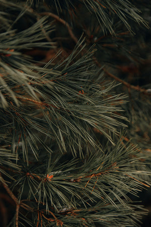 Pine Incense by Leftover Hippies